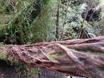 Entrada. Parque Nacional de Chiloé