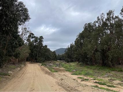 Eucaliptos forest 2
