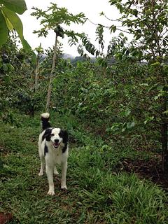 Finca La Alsacia