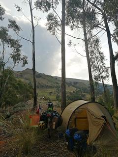 floresta