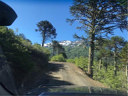 Floresta de araucárias com mini praia