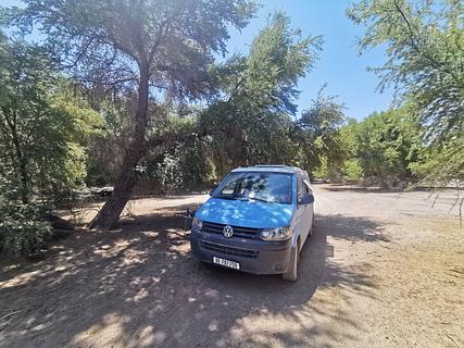 Floresta mágica e mística de árvores espinhosas