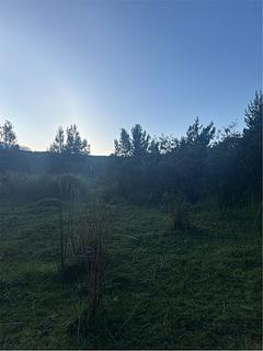 Floresta de pinheiros