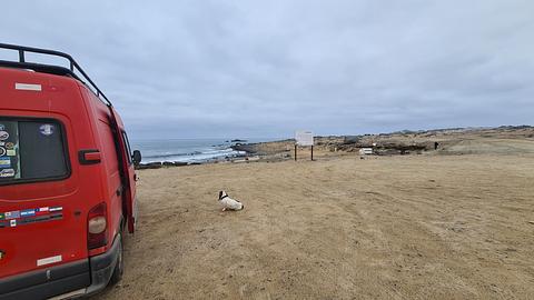 Granito Orbicular Beach