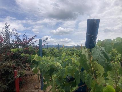 Grape Juice Tour - Viñedo Abarán