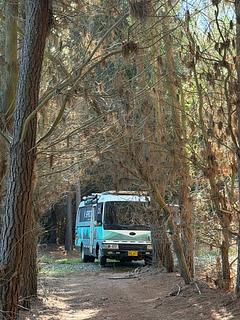 Hermoso bosque