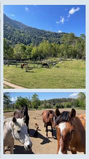 Horse Ranch Carhuello