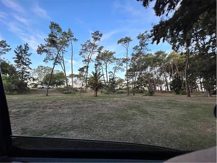 In the trees