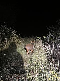 Lodge Tepuhueico wildlife tours