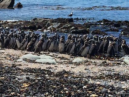 Maiquillahue Ilha dos Pinguins e Pelicanos