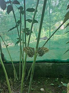 Mariposario Monte Alto Butterfly Garden