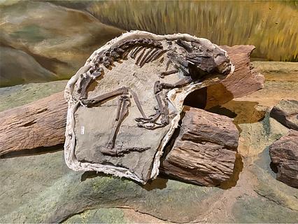MEF - Museu Paleontológico Egidio Feruglio