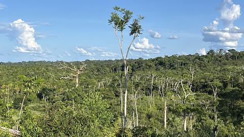 Mirador Amazon