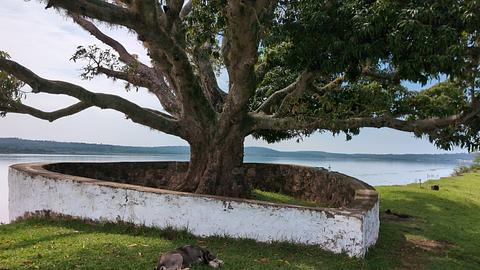 Old Tree
