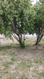 On the beach, part with trees