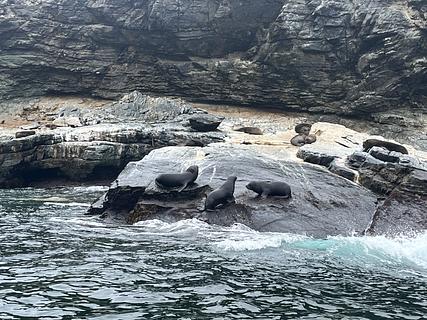 Orca Tourism