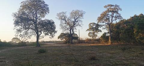 Pantanal