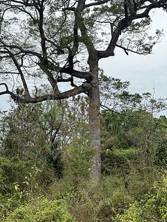 Papagaios Azuis Raros