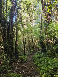 Parque Pumalín – Sendero de Interpretación El Volcán