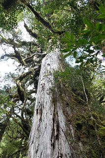 Parque Pumalín – Sendero Los Alerces