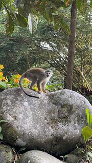 Paseo de los Monos