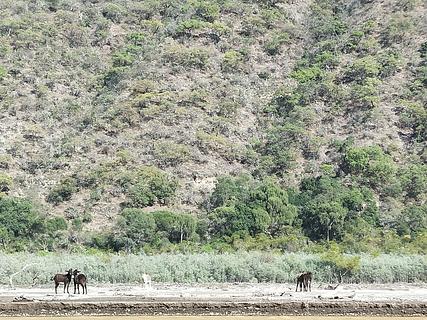 Peaceful-donkey River camp