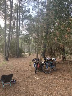 Pequena floresta de pinheiros