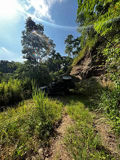 Pichincha Dead End Forest