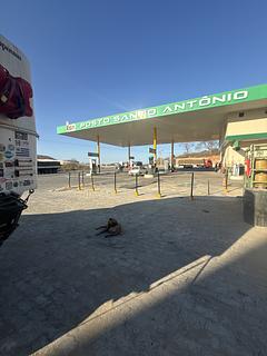 Pisto san Antonio