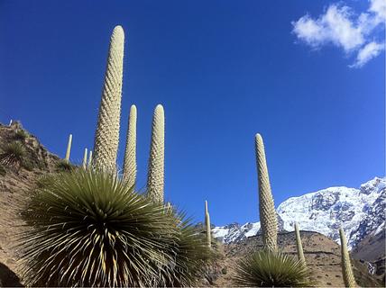 Puya Raimondii