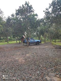 Quindigua longe