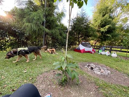 Redwood Cabanas Lodge and Camping