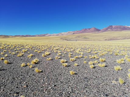 Refugio 5