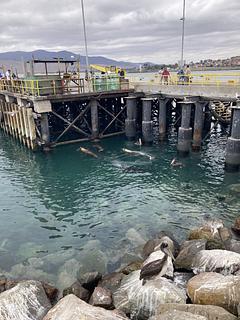 Sea Lions and Pelicans in Action