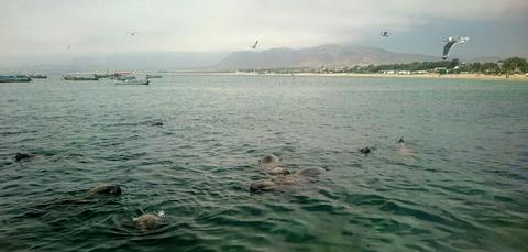 Sea lions and pelicans