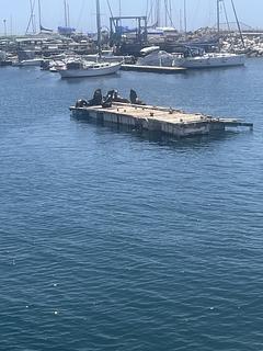 Sea Lions