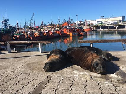 SEALIONS
