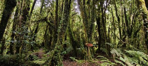 Sendero Los Arrayanes