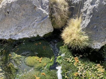 Spring Water