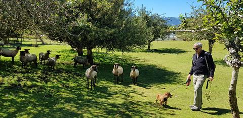 Trayenco camping