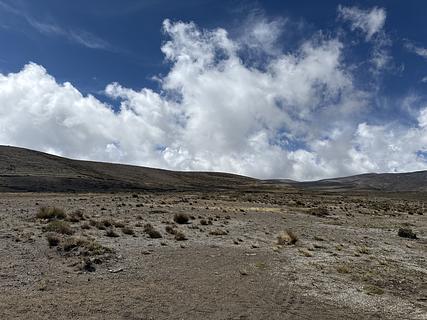 Vicuña view