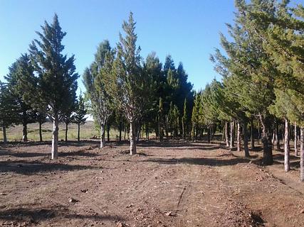 Zapala Bosque Comunal Free Camp