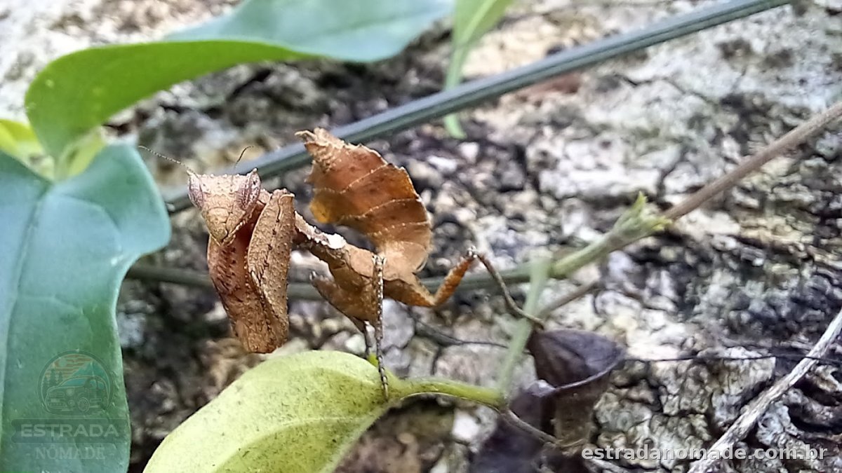 Parque Mata Nativa