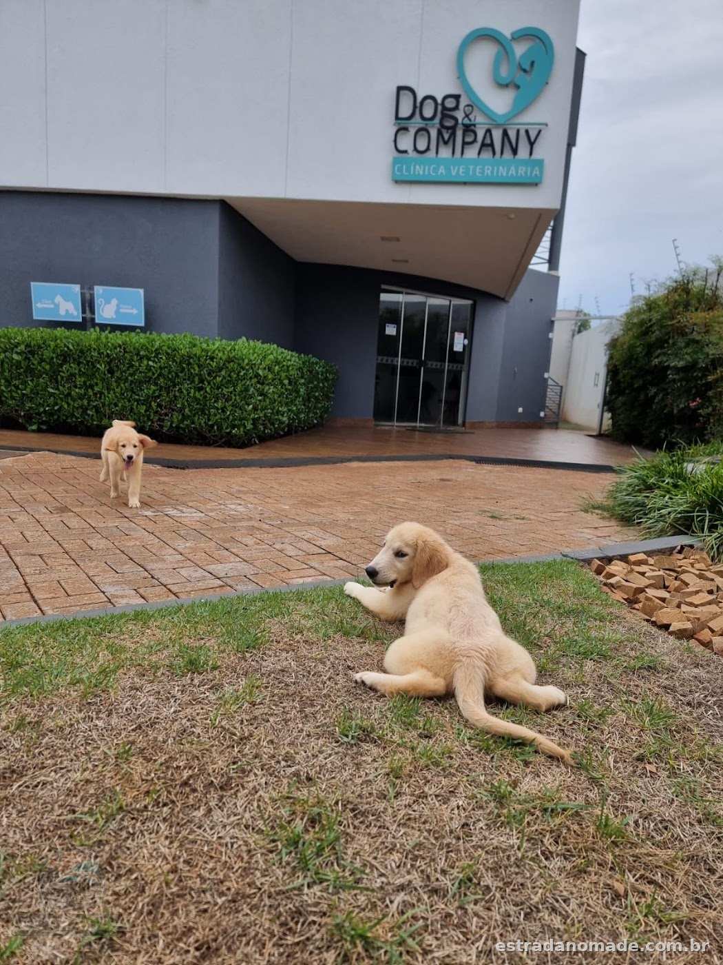Dog Company Laís Rosseto