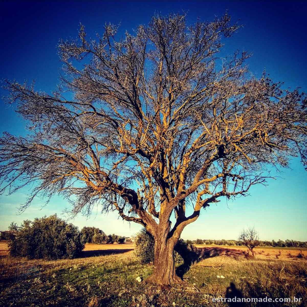 El Gran Almendro