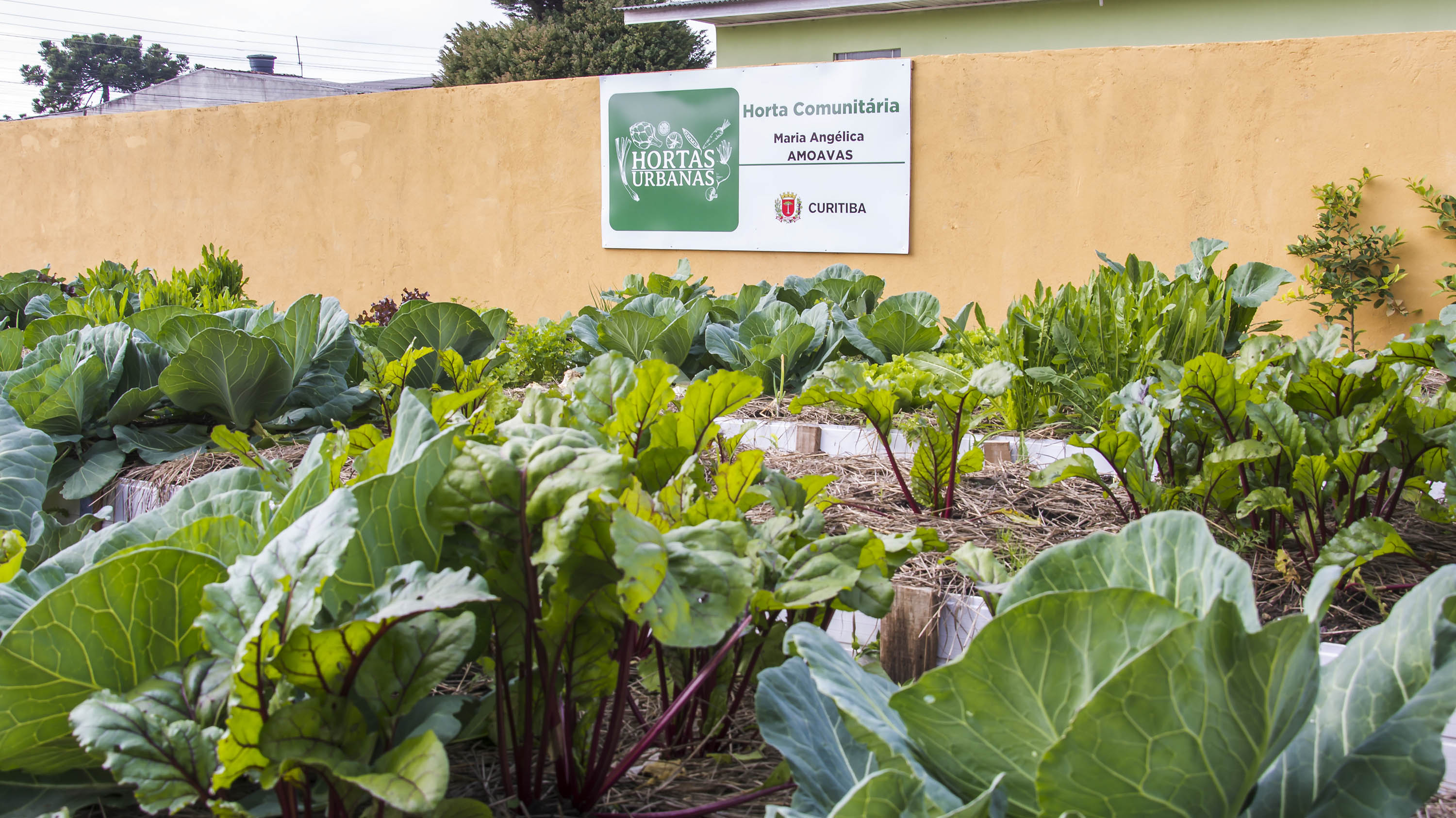 Horta agro legumes Ferreira