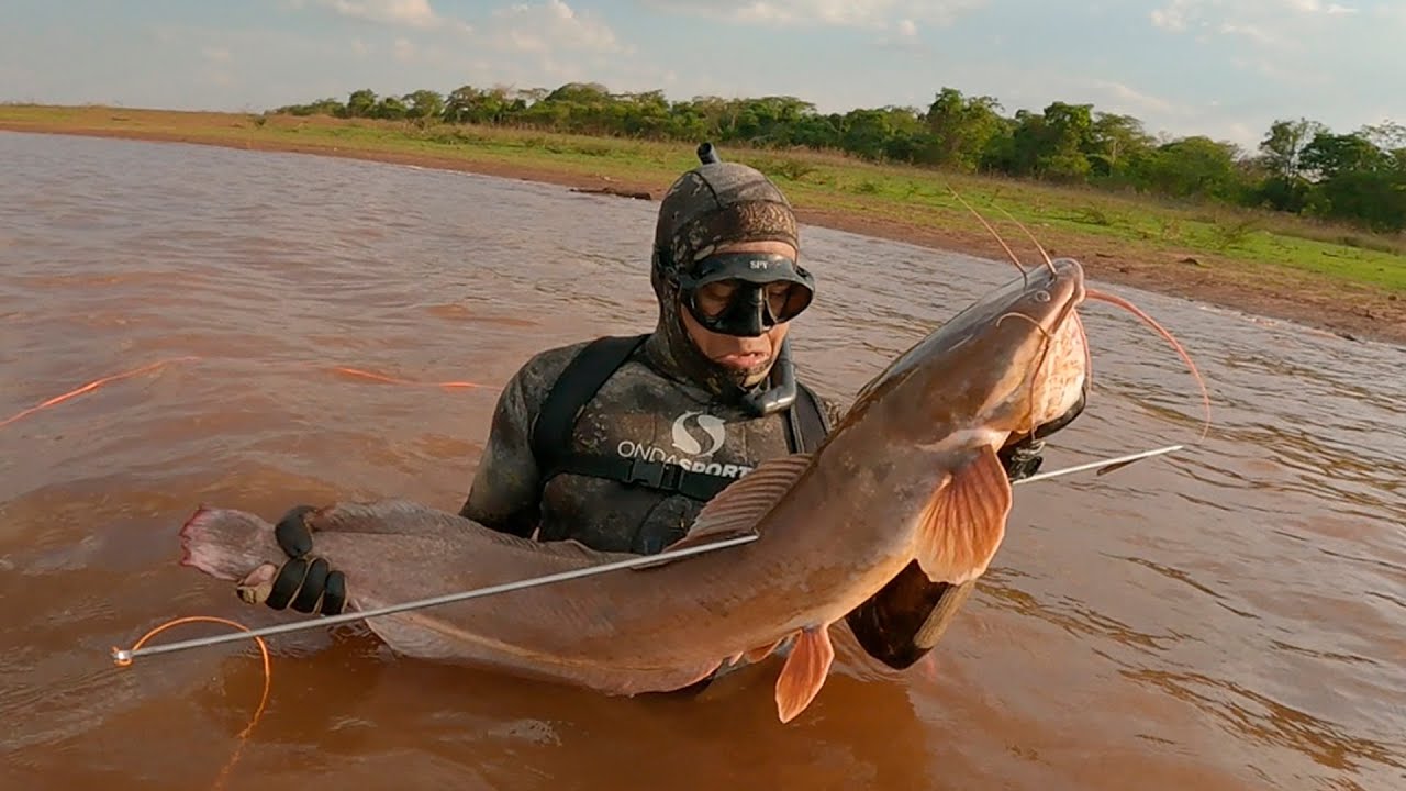 Pesca Bagre Africano